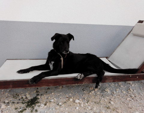 A lovely pets home